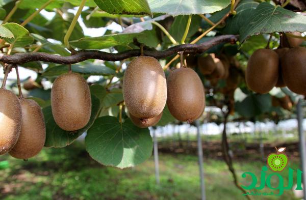 کیوی برای کمک به سفتی پوست