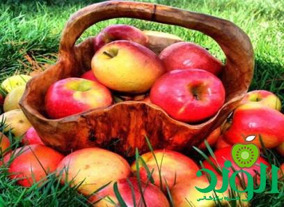 خرید سیب ایرانی | فروش انواع سیب ایرانی با قیمت مناسب